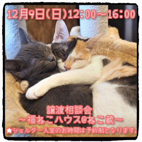 譲渡相談会〜福ねこハウス@ねこ蔵〜