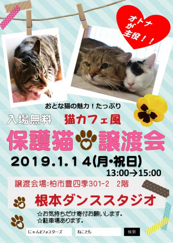 オトナが主役！猫カフェ風保護猫譲渡会