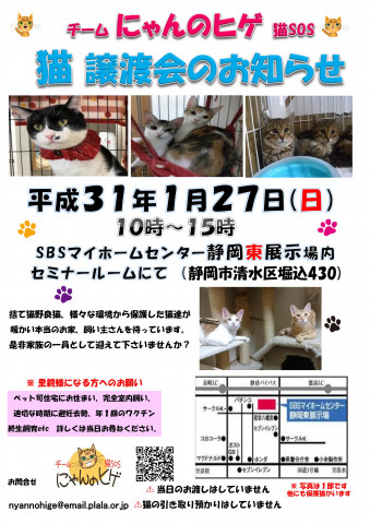 静岡市清水区にて猫の譲渡会開催です