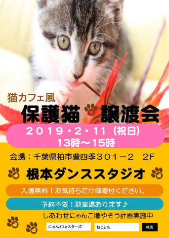 猫の日間近　猫カフェ風保護猫譲渡会