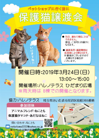 保護猫譲渡会　in　ハレノテラス