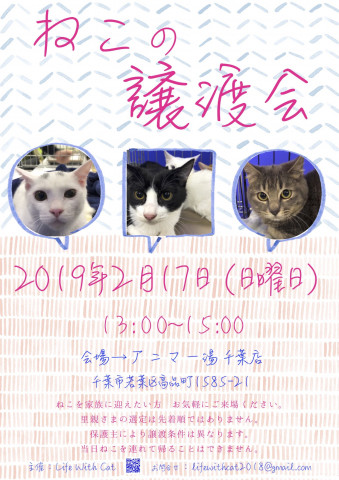 ねこの譲渡会