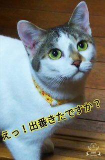 名古屋市熱田区　２月１０日(日）第８８回リトルパウエイド猫の譲渡会