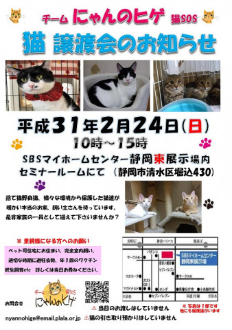 静岡市清水区にて猫の譲渡会開催です