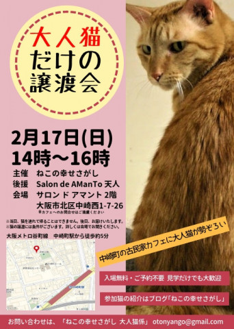 ねこの幸せさがし「大人猫だけの譲渡会」