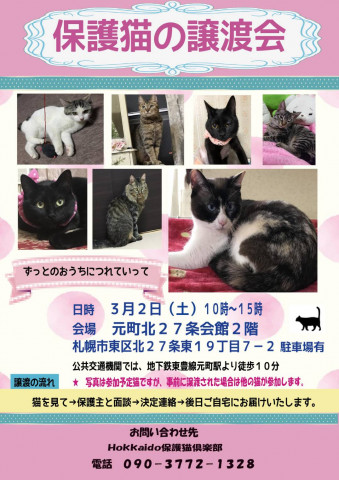 保護猫の譲渡会