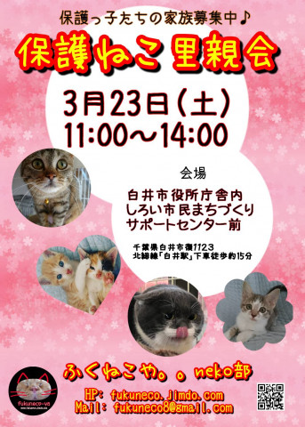 ふくねこや。。白井市役所譲渡会