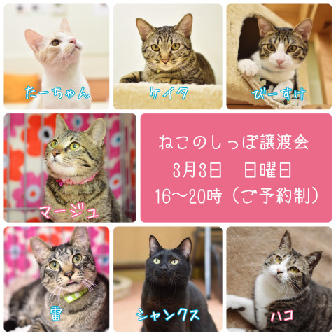 ねこのしっぽ譲渡会