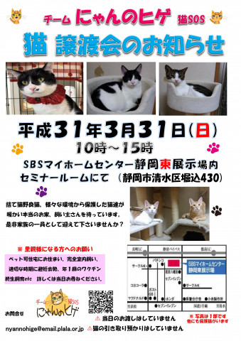 静岡市清水区にて猫の譲渡会開催です