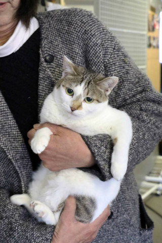 名古屋市熱田区　３月１０日(日）　第９０回リトルパウエイド猫の譲渡会