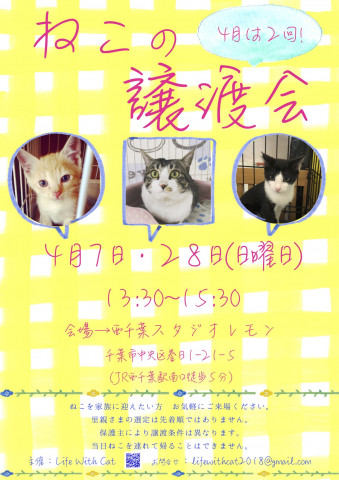 ねこの譲渡会