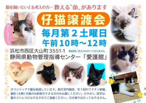 猫の譲渡会