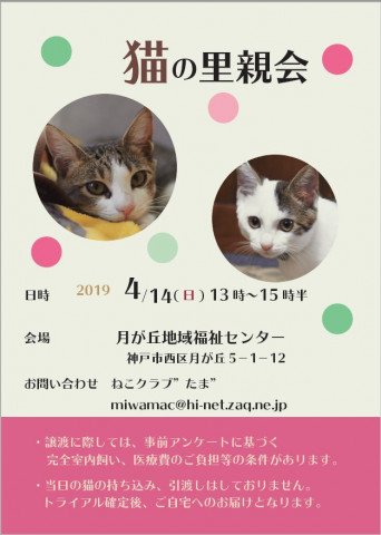 猫の里親会