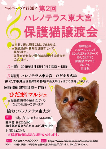 第2回　ハレノテラス東大宮　保護猫譲渡会