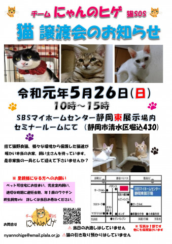 静岡市清水区にて猫の譲渡会開催です