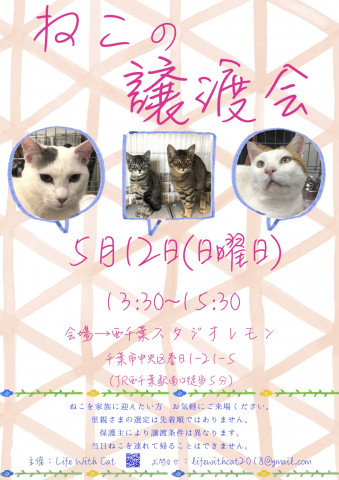 ねこの譲渡会