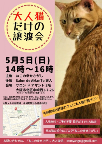 ねこの幸せさがし「大人猫だけの譲渡会」