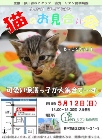 ゆったりほっこり猫のお見合い会