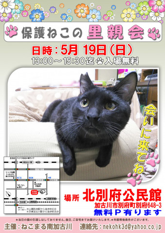 5/19(日)保護ねこの里親会