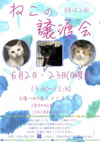 ねこの譲渡会