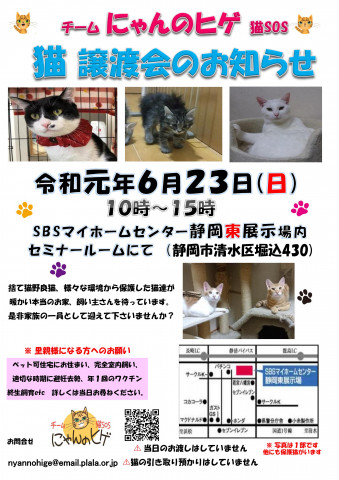 静岡市清水区にて猫の譲渡会開催です