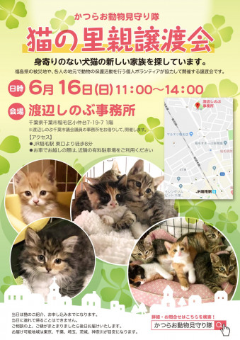 猫の里親譲渡会