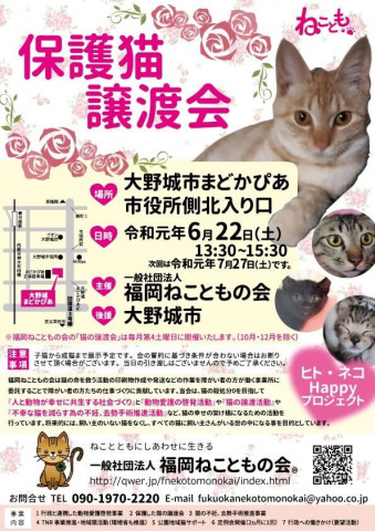 保護猫の譲渡会