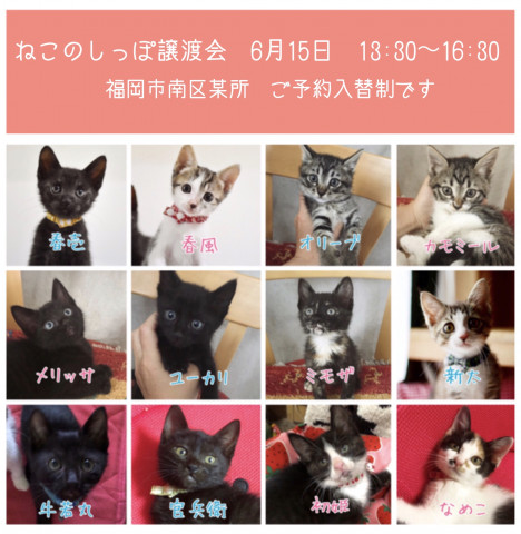 ねこのしっぽ譲渡会