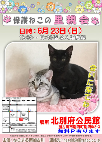 保護ねこの里親会