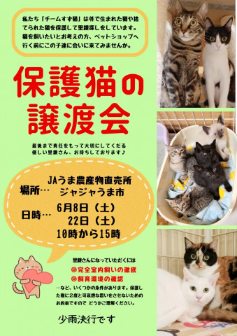 保護猫の譲渡会