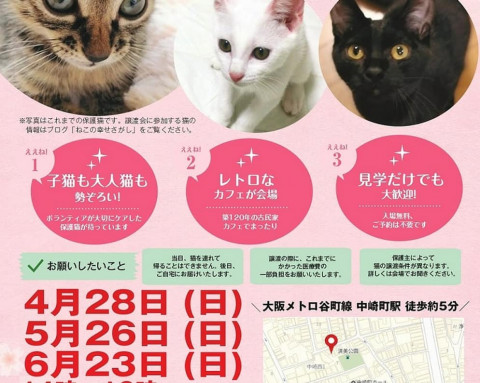 古民家カフェで『ねこの幸せさがし』譲渡会