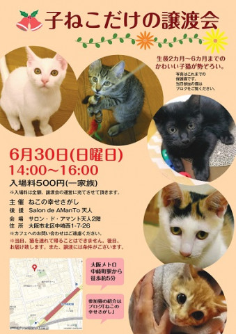 子猫だけの譲渡会『ねこの幸せさがし』