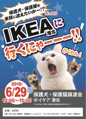 おーあみ避難所里親会 In Ikea港北 猫の譲渡会掲示板 ネコジルシ