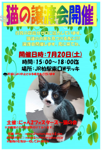 にゃん2フォスターズ保護猫譲渡会㏌JR柏駅東口Wデッキ - 猫の譲渡会 