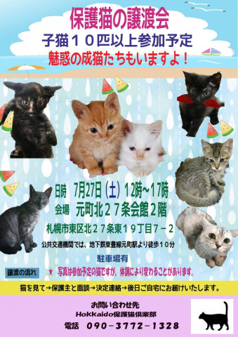 子猫たくさんと魅惑の成猫の譲渡会