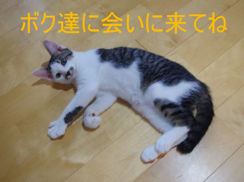猫の譲渡会in長崎市 浜町アーケード好文堂さんにて