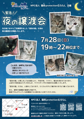 保護猫の「夜の譲渡会」