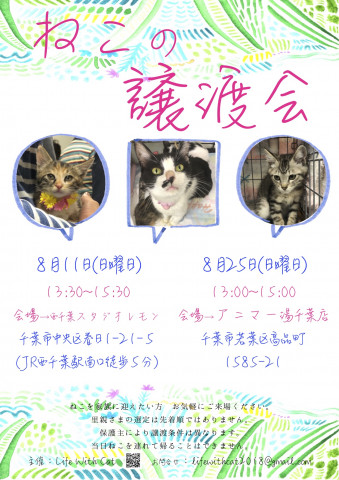 第17回ねこの譲渡会