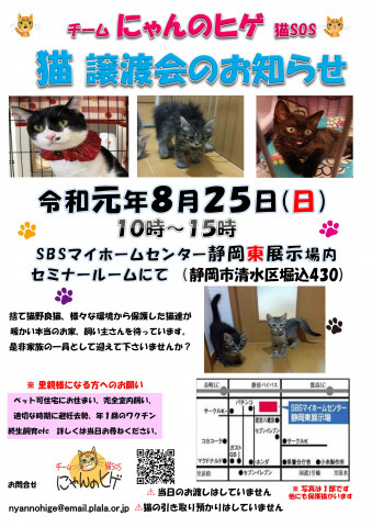 静岡市清水区にて猫の譲渡会開催です