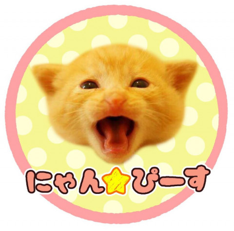 第７４回にゃん☆ぴーす猫の譲渡会