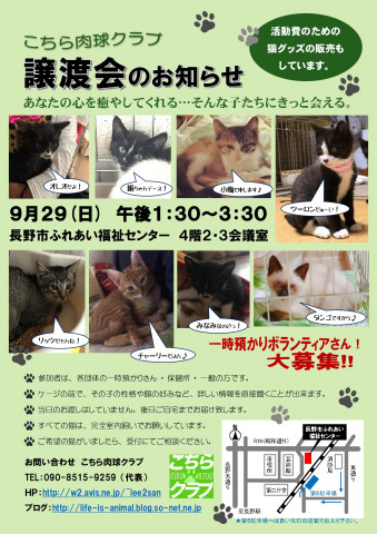 第38回猫の譲渡会