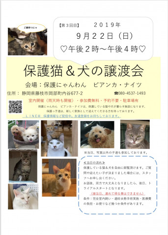 保護猫＆犬の譲渡会