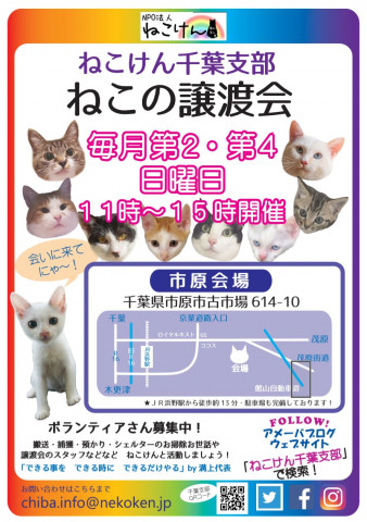 ねこけん千葉支部　譲渡会