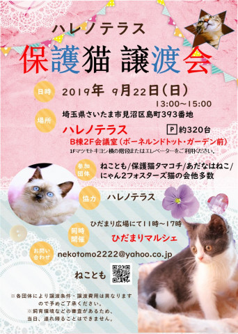 9/22（日）ハレノテラス　保護猫譲渡会