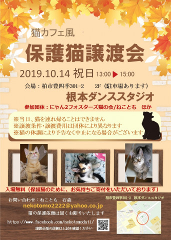 猫カフェ風　保護猫譲渡会