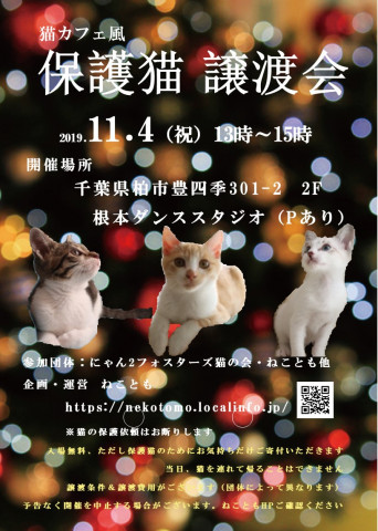 猫カフェ風保護猫譲渡会