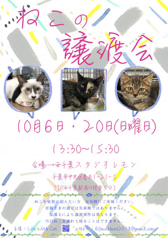 第21.22回ねこの譲渡会＠千葉県千葉市