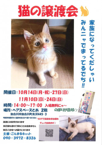 猫の譲渡会「加古川」