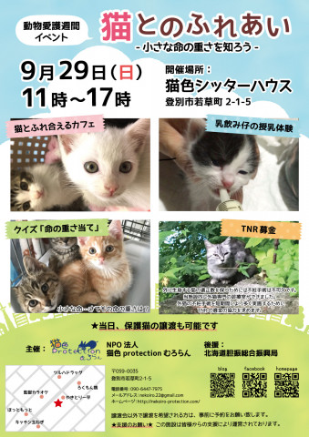 動物愛護週間イベント 猫とのふれあい