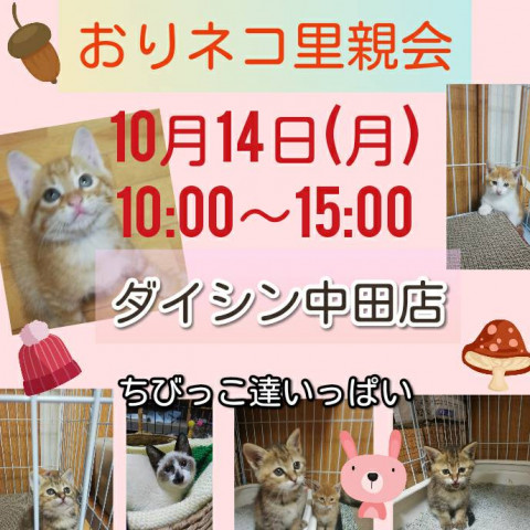 おりネコ里親会